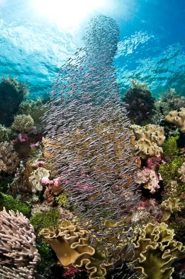 Tomia Scuba Diving Discovery